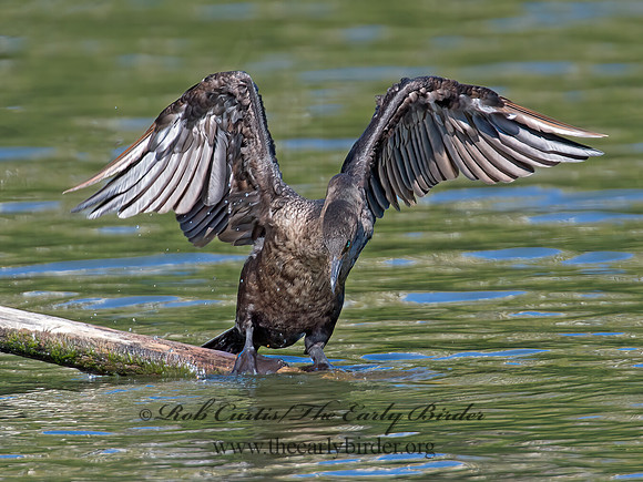 Annopterum auritum  DOUBLE-CRESTED CORMORANT 9004841z