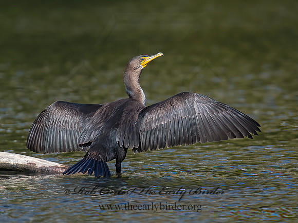 Annopterum auritum  DOUBLE-CRESTED CORMORANT 9006070z