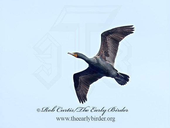 Annopterum auritum  DOUBLE-CRESTED CORMORANT 9020681z