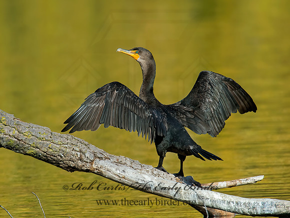 Annopterum auritum  DOUBLE-CRESTED CORMORANT 9006239z