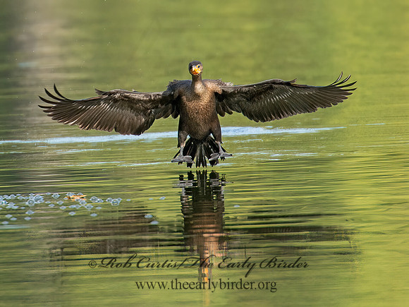Annopterum auritum  DOUBLE-CRESTED CORMORANT 9006253z