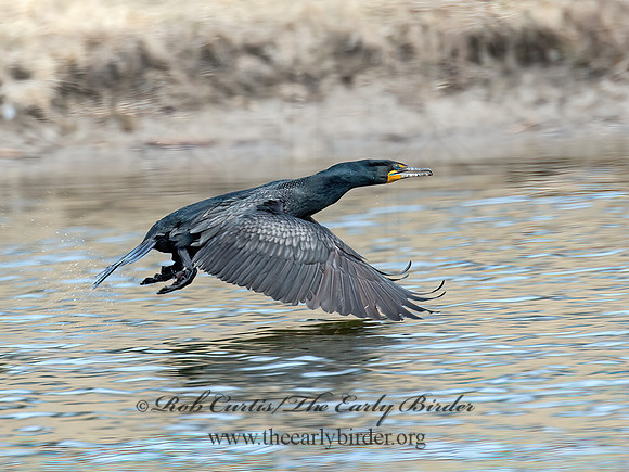 Annopterum auritum  DOUBLE-CRESTED CORMORANT 9020695z