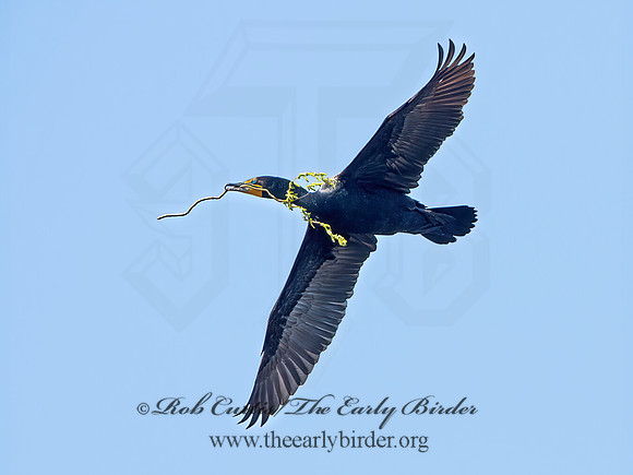Annopterum auritum  DOUBLE-CRESTED CORMORANT 9028563z