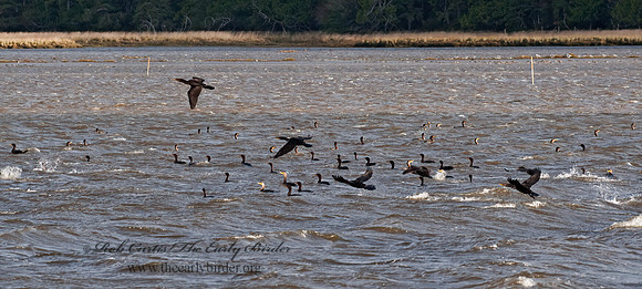 Annopterum auritum  DOUBLE-CRESTED CORMORANT 8019475z