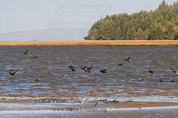 Annopterum auritum  DOUBLE-CRESTED CORMORANT 8019469z