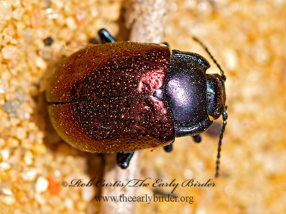 Chrysolina auripennis PURPLE LEAF BEETLE 3026270z