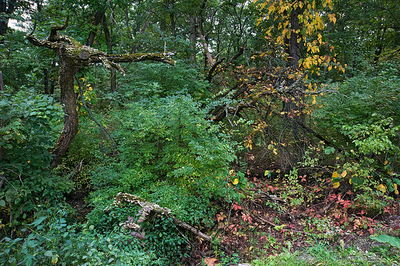 FOREST VIEW 8018355z