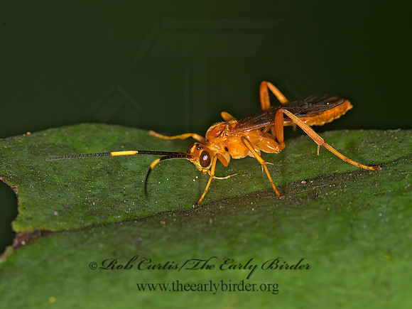 Ichneumonidae  ORANGE ICHNEUMON 9041350z