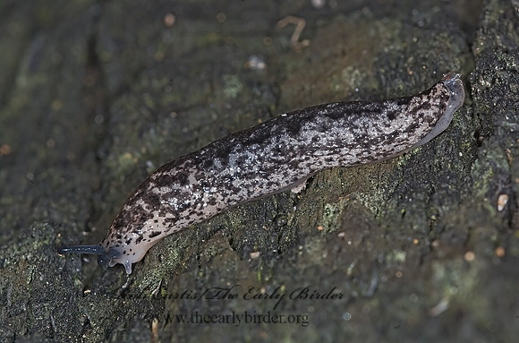Philomycus carolinianus CAROLINA MANTLE SLUG 6017086sz