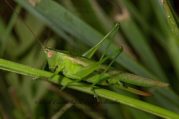 Conocephalus fasciatus  SLENDER MEADOW KATYDID 3041297z