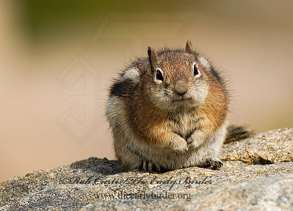 Callospermophilus lateralis  GOLDEN MANTLED SQUIRREL 6027380z