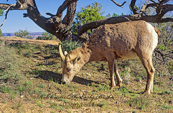 Ovis canadensis  BIGHORN SHEEP 121115z