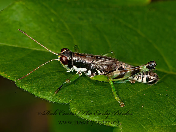 Melanoplus viridipes grp  GREEN-LEGGED GRASSHOPPER  3015995z