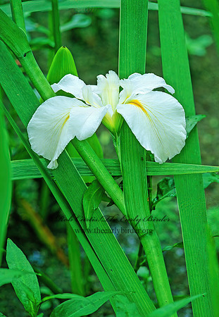 Iris (Hexagonae)  LOUISIANA IRIS 185103z