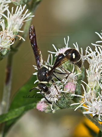 Eumenes fraternus  POTTER WASP 9026075z