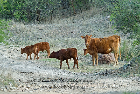 Bos taurus  CATTLE 4003513z
