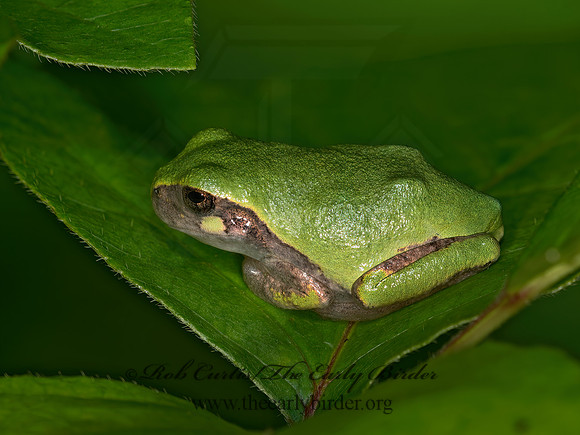 Dryphytes versicolor  GRAY TREEFROG 9023924 z