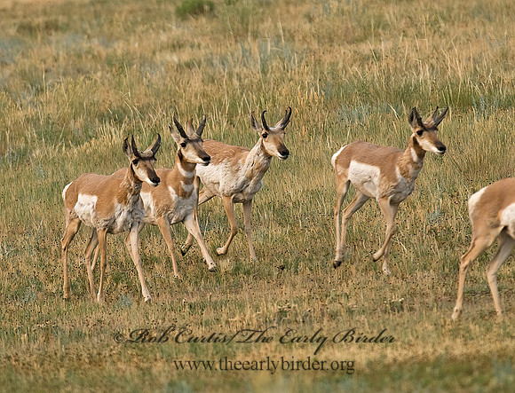 Antilocapra americana  PRONGHORN 7011598z