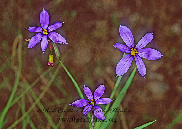 Sisyrinchium atlanticum~  BLUE-EYED GRASS 86333z