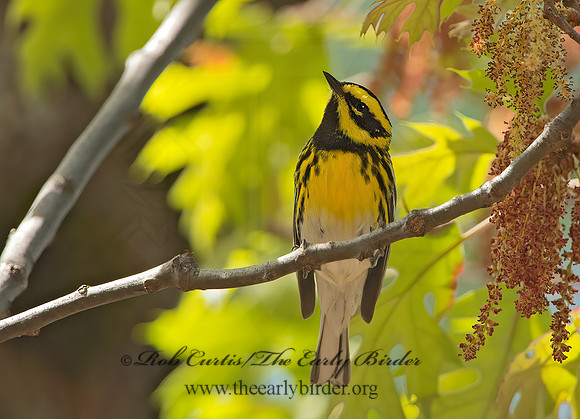 Setophaga townsendi  TOWNSEND'S WARBLER 9056233z