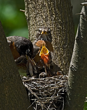 Turdus migratorius  AMERICAN ROBIN 6006208z