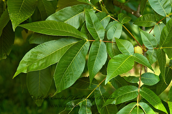 Carya ovata  SHAGBARK HICKORY 5009998z
