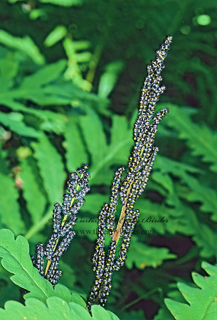 Ococlea sensibilis  SENSITIVE FERN 210212z