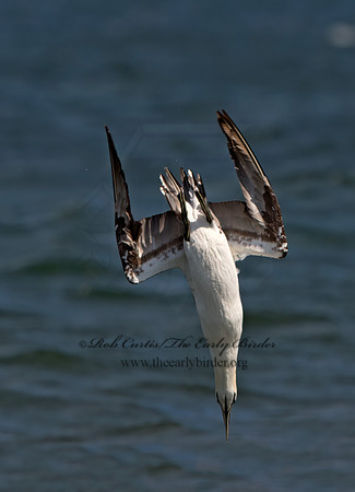 Morus bassanus  NORTHERN GANNET 9034075z