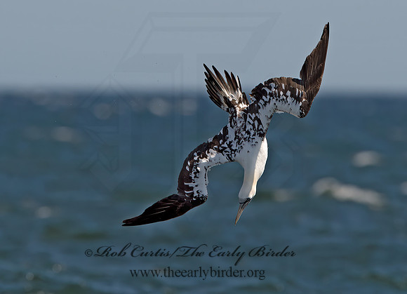 Morus bassanus  NORTHERN GANNET 9034076z