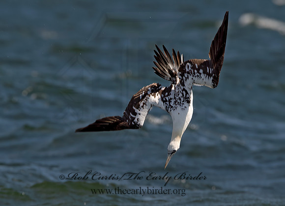 Morus bassanus  NORTHERN GANNET 9034077z