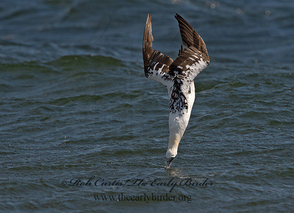 Morus bassanus  NORTHERN GANNET 9034078z