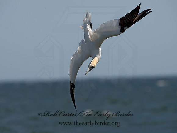 Morus bassanus  NORTHERN GANNET 9034053z