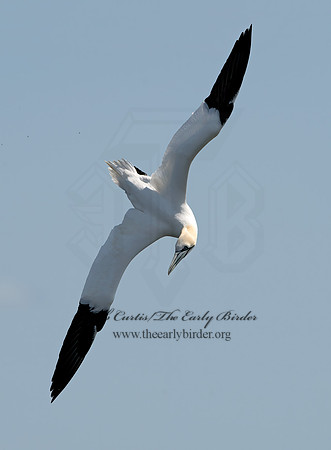 Morus bassanus  NORTHERN GANNET 9034083z