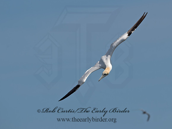 Morus bassanus  NORTHERN GANNET 9034088z