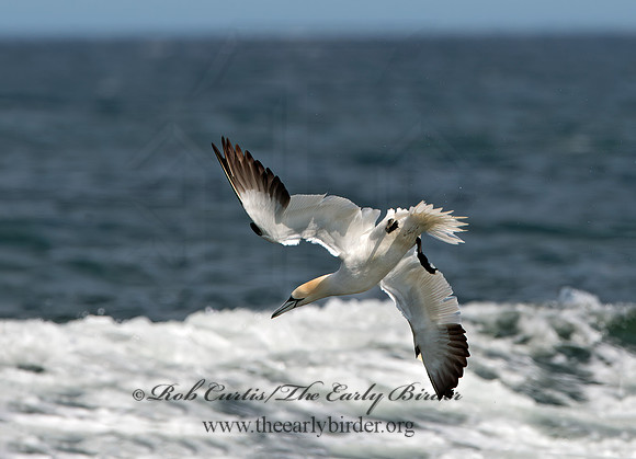Morus bassanus  NORTHERN GANNET 9034114z