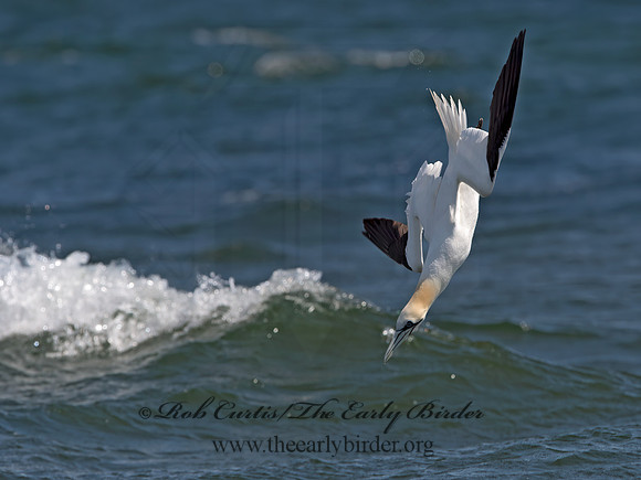 Morus bassanus  NORTHERN GANNET 9034084z