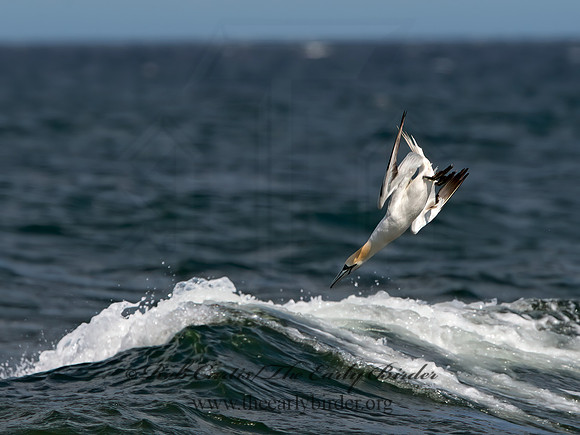 Morus bassanus  NORTHERN GANNET 9034123z