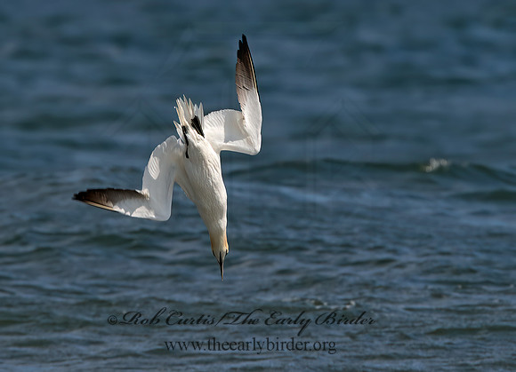 Morus bassanus  NORTHERN GANNET 9034125z