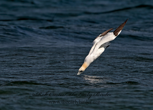 Morus bassanus  NORTHERN GANNET 9034146z