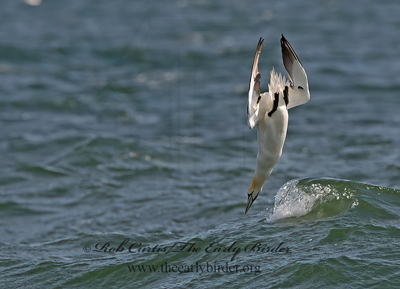 Morus bassanus  NORTHERN GANNET 9034141z