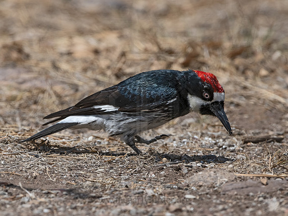 Melanerpes formicivorus  ACORN WOODPECKER 3036763z