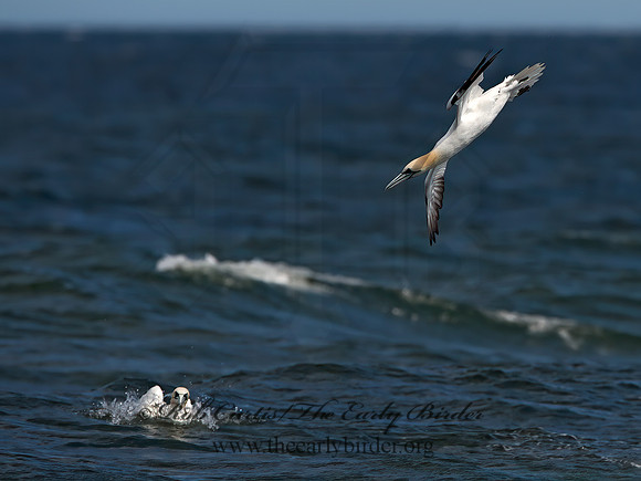 Morus bassanus  NORTHERN GANNET 9034154z