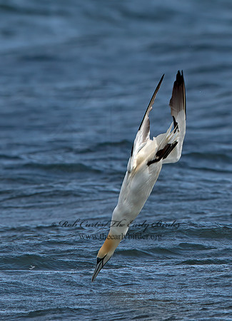 Morus bassanus  NORTHERN GANNET 9034150z