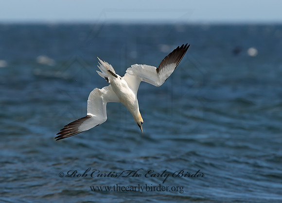 Morus bassanus  NORTHERN GANNET 9034157z