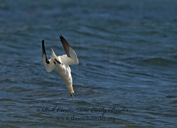 Morus bassanus  NORTHERN GANNET 9034158z