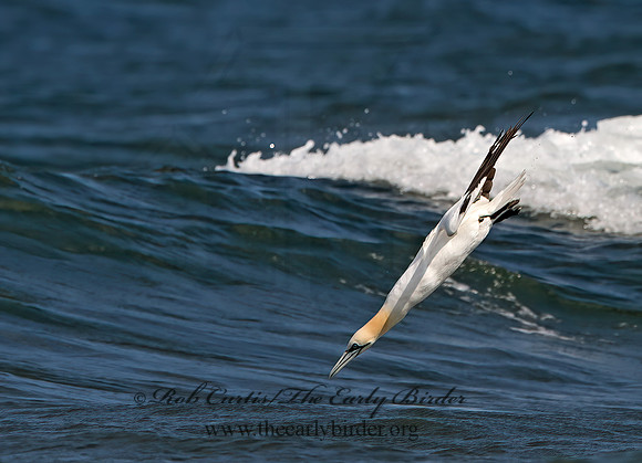 Morus bassanus  NORTHERN GANNET 9034185z