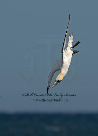 Morus bassanus  NORTHERN GANNET 9034210z