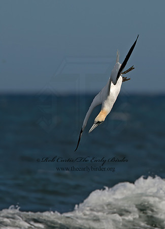 Morus bassanus  NORTHERN GANNET 9034211z