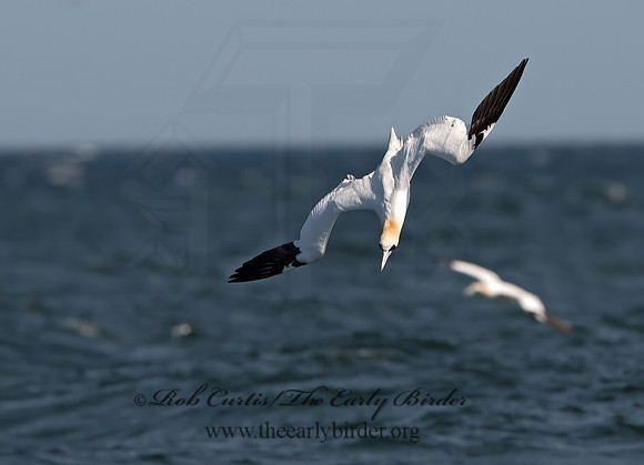 Morus bassanus  NORTHERN GANNET 9034234z