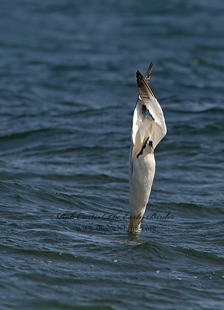 Morus bassanus  NORTHERN GANNET 9034261z